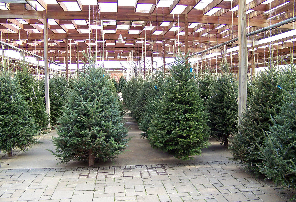 Conor Browne Wreaths Suppliers Of Quality Christmas Wreaths